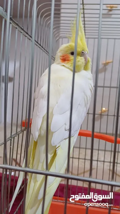 ببغاء كوكتيل حلو ومرتب وبعمر اصغير اكلو معو وقفسو معو ونضيف جدآ للبيع مع جميع اغراضو