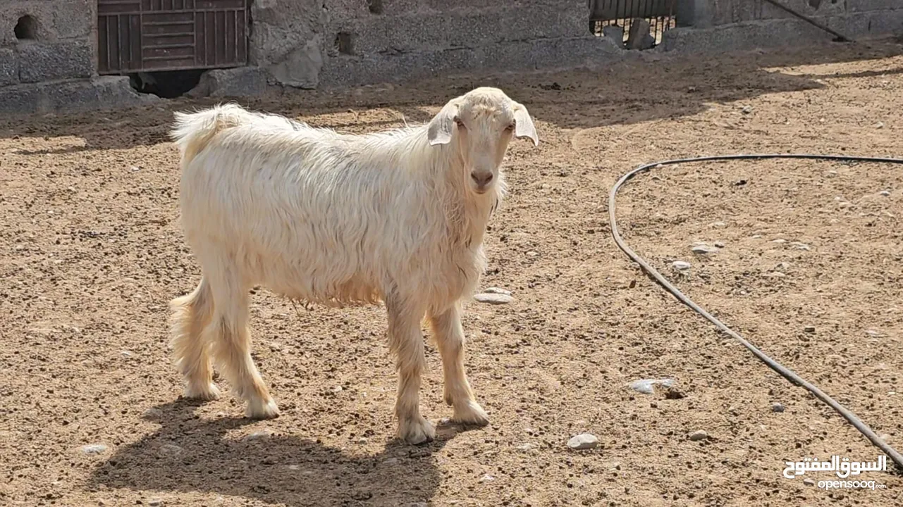 فحل أجلح من حلال الجبل الاخضر الاصيل عمر سنه و8 شهور ب 250 ريال قابل قليلا