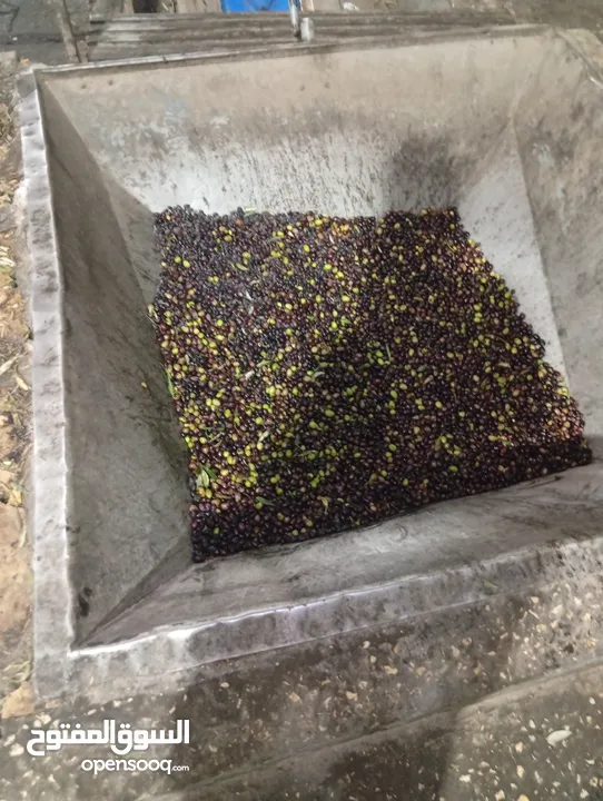 زيت زيتون من جبال جنين