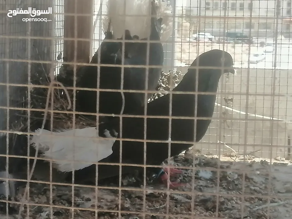 حمام للبيع