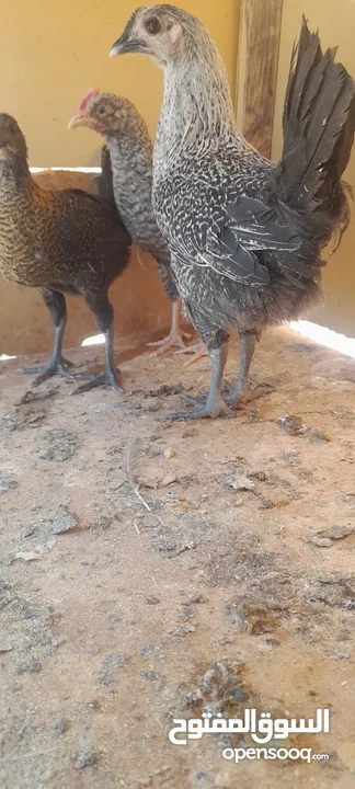 فراخ بلدي للبيع