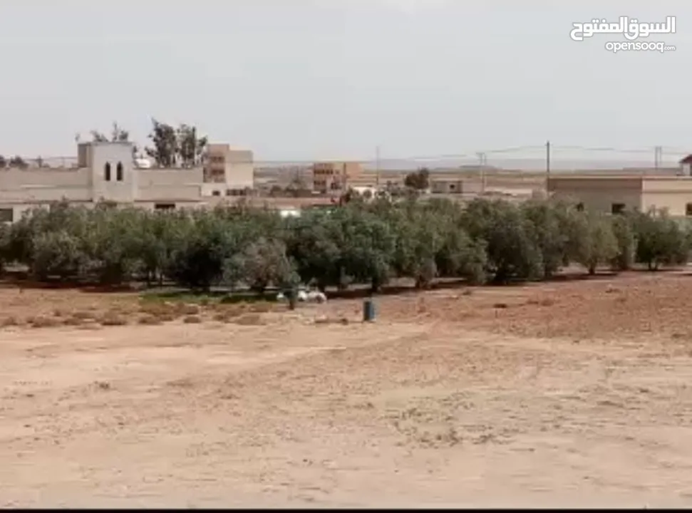 فرصه ذهبية على قطع أراضي استثمارية؛في محافظة المفرق في قرية الحميدية. بمساحات 750 م و 1000 م دونم