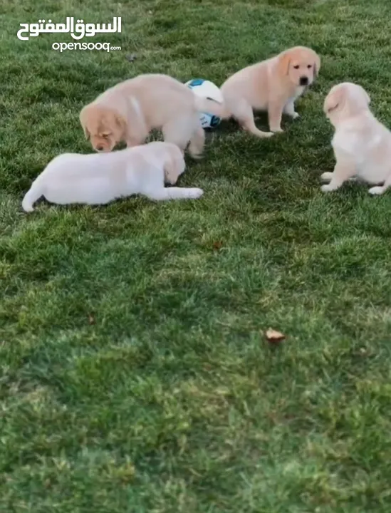 Labrador puppies