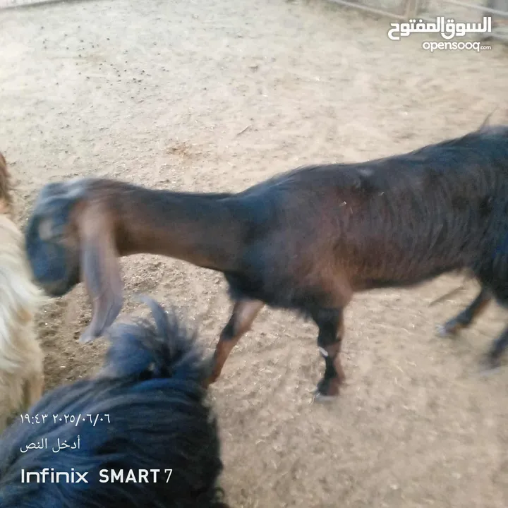 عنزه عشار سن رباعيه