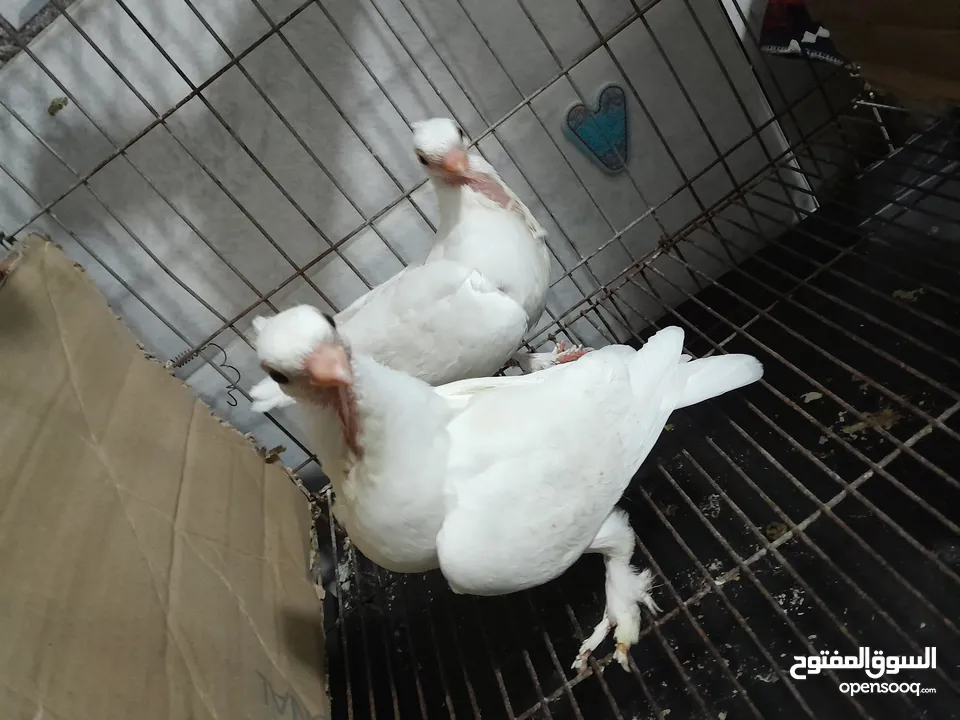قصيين كرزلى القص زغلولين كشك بنيدى  شابةهزاز  دكر زايف بكستانى
