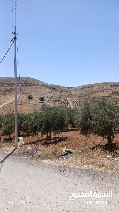 ارض مزروعه زيتون مثمر وما شاءالله القطعه كامله 8 دونم ، سعر القطعه كامله ،144000