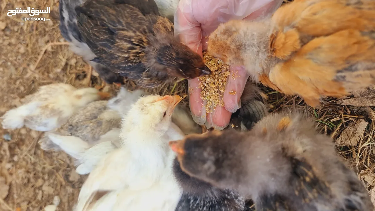 Brahma/Lohman mix breed Chicks 1-2 months old