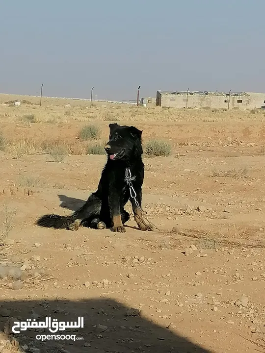 كلب جيرمن للبيع العمر 8اشهر
