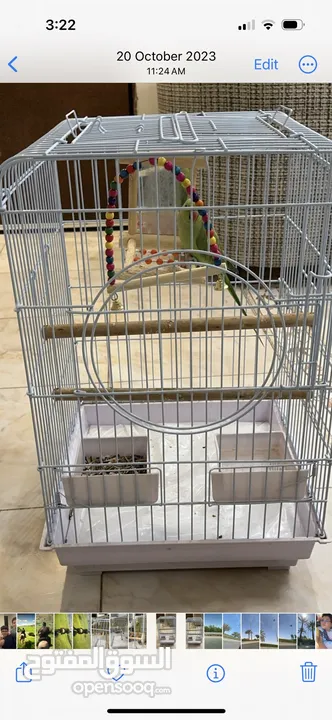 Parrot with cage for sale