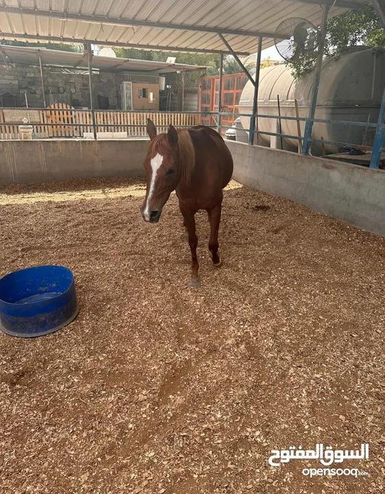 للبيع 2 فرس مع جوازات ميلادهم الاصليه المعتمده