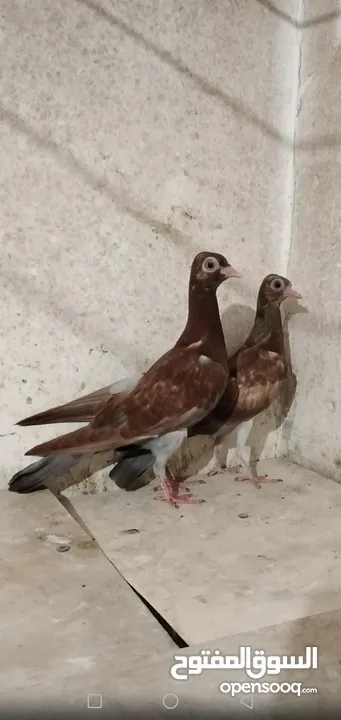 حمام شلبي جواز نخب أول