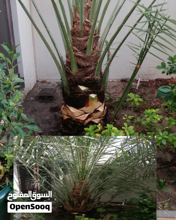 لتنظيف النخيل والواشنتونيا والاهتمام بالحدائق والثمار بكافه انواعها