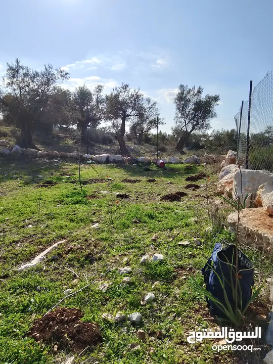 ارض للبيع زتون زراعي الي معني تواصل موجودة صفا غرب رام لله