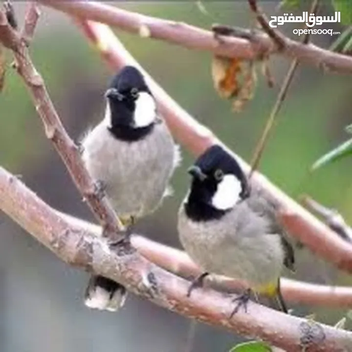 بلبل عراقي بوجنتين