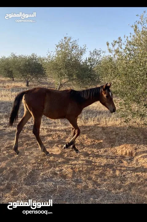 ‏مهرة عربية للبيع