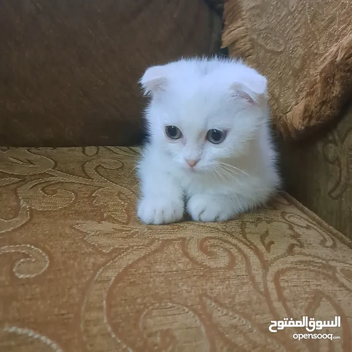 تواصل واتساب  " قطط هملايا وسكوتش فولد "