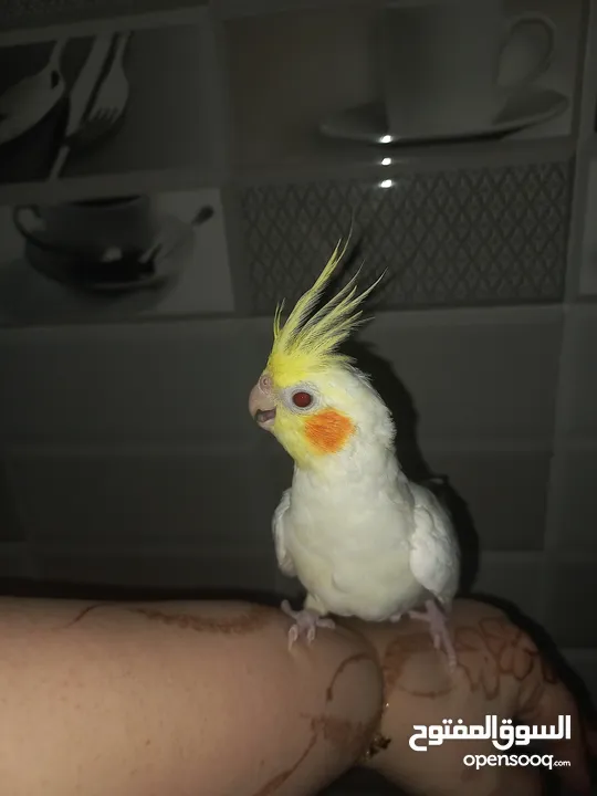 Lovely cockatiel