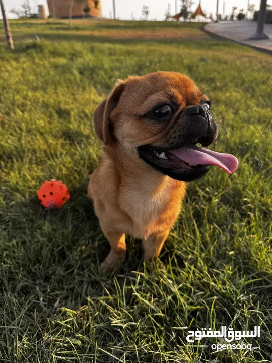 كلب بق (Pug) للبيع الرياض 2500