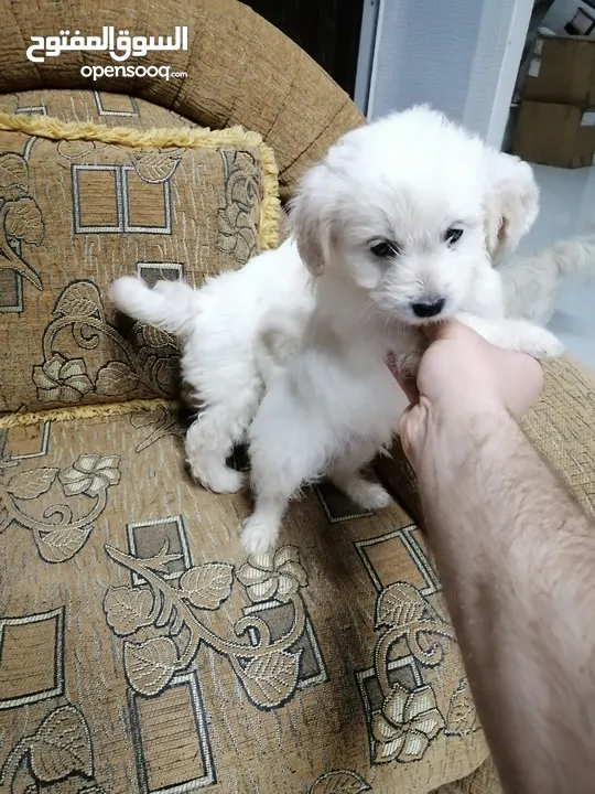 انثى فرنش تيرير عمر شهرين   puppy 2-months female - French Terrier