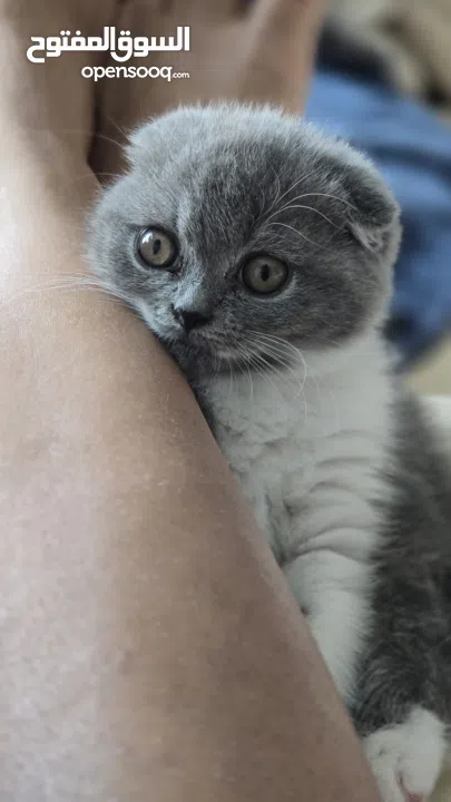 Scottish fold female kitten 3 month old