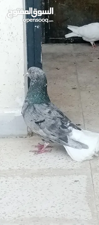 حمام للبيع التفاصيل آخر الاعلان