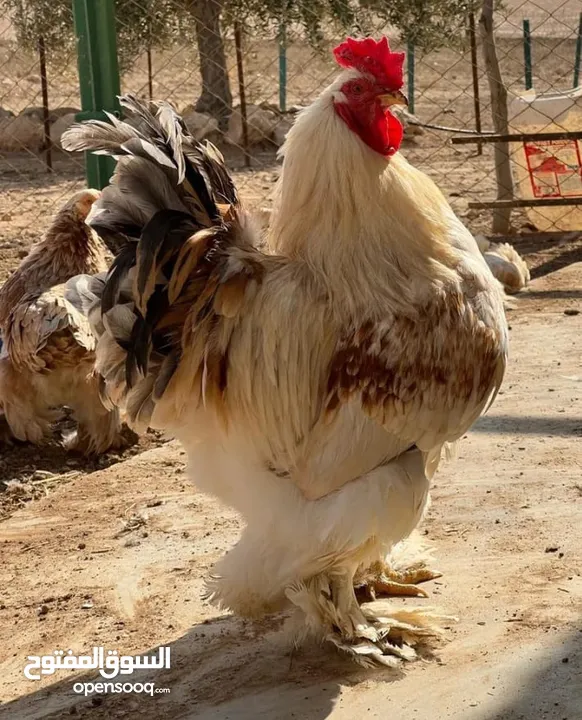للبيع ديوك براهمه