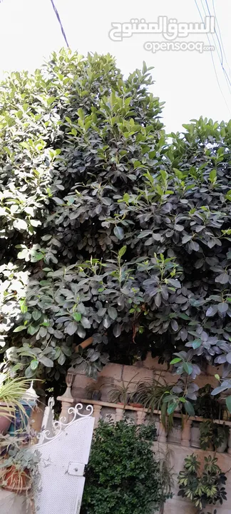 شجره مطاط زينا