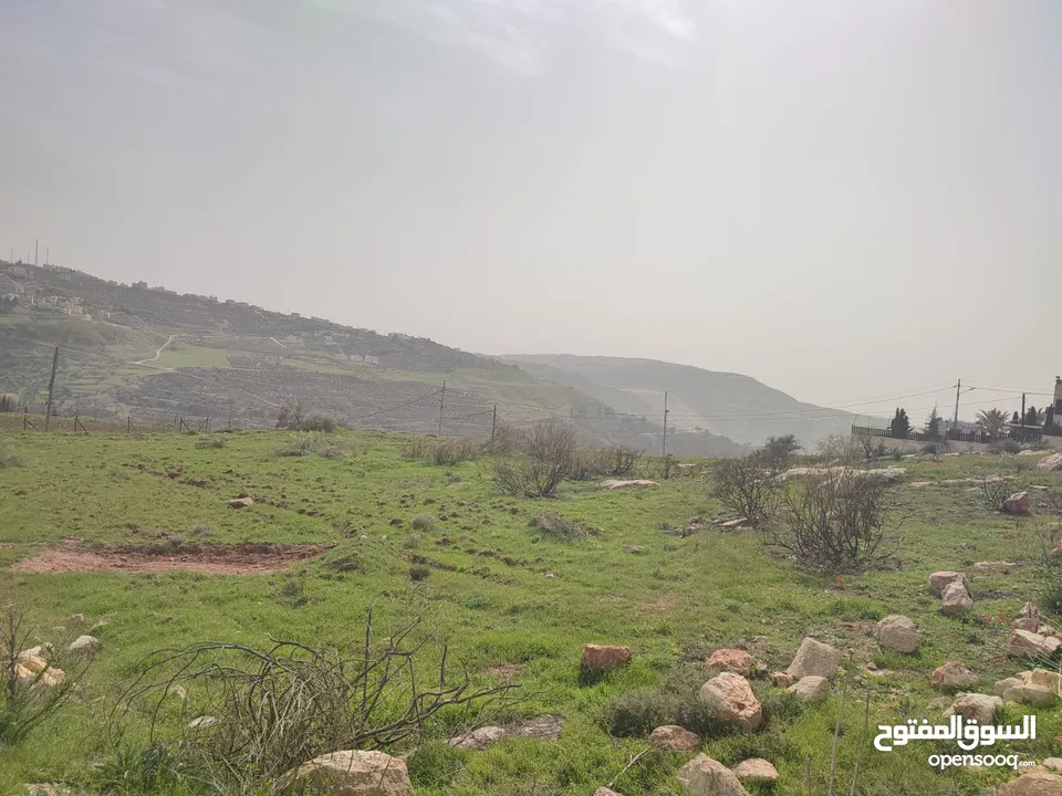 للبيع قطع اراضي في عيون الجاموس