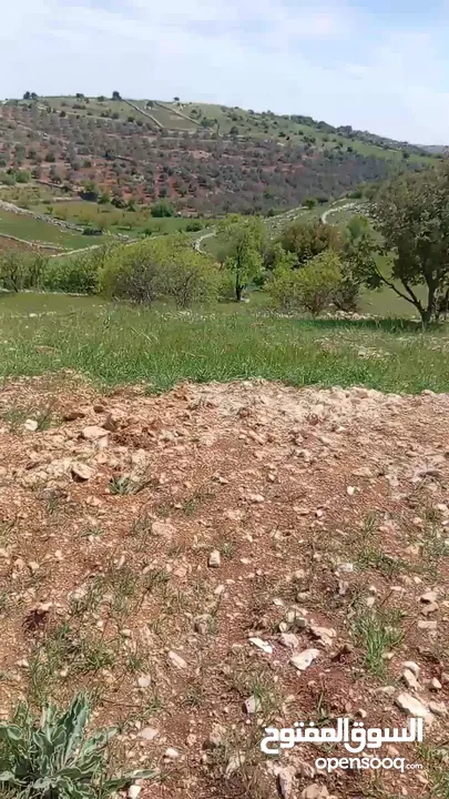 مزرعه للبيع في جرش سوف منطقه الظهره الشماليه