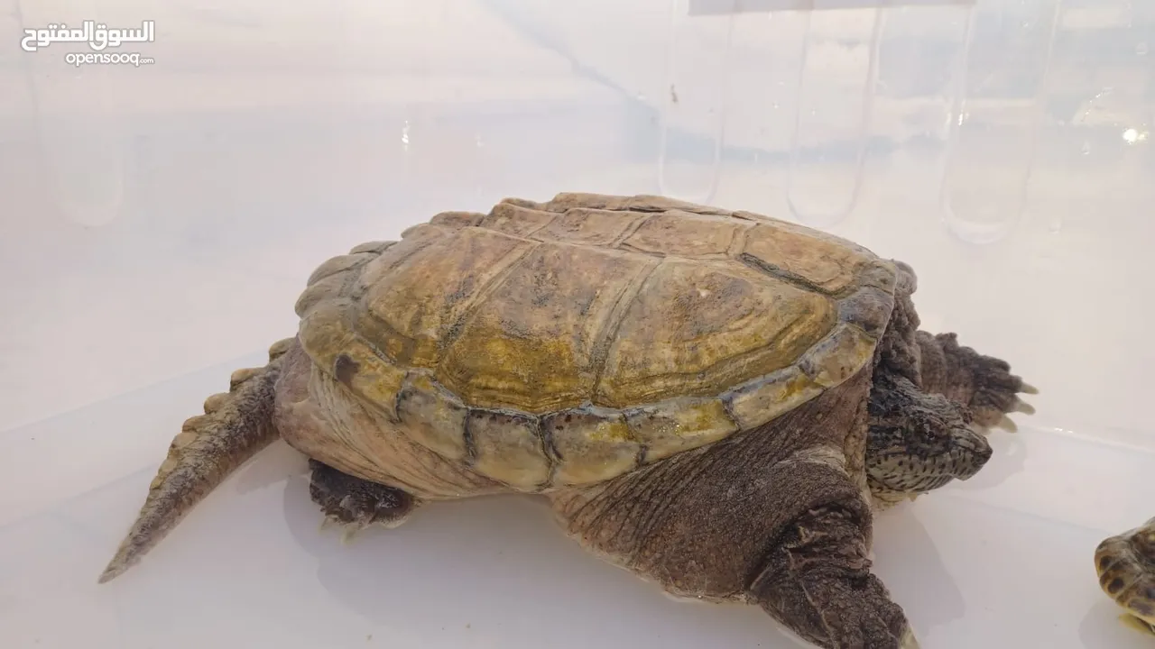 Alligator snapping turtle  (سلحفاة نهاشة)