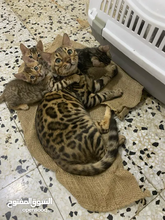 Bengal Kitten Male And Female For Sale