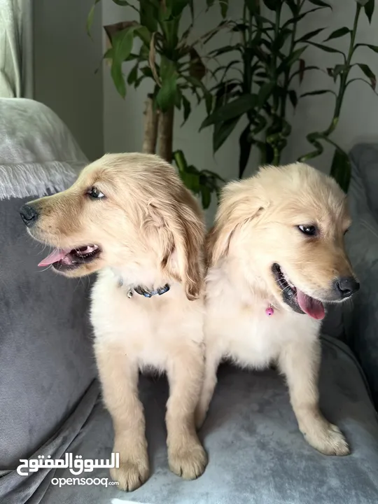 For Sale Puppies Golden Retriever للبيع جولدن ريتريڤر بيور - العمر شهرين ونص