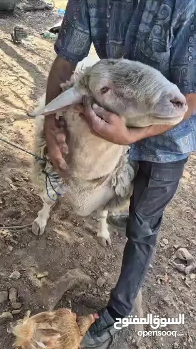 تيس غنم عساف للبيع شغال