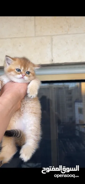 سكوتش فولد سكوتش ستريت اهالي مسجله