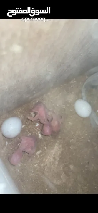 جوز دره البينو تحتو 3 فراخ و ضل بيضتين