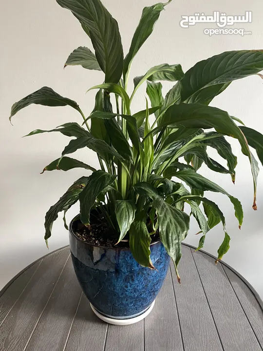 Peace Lily Plant with Pot