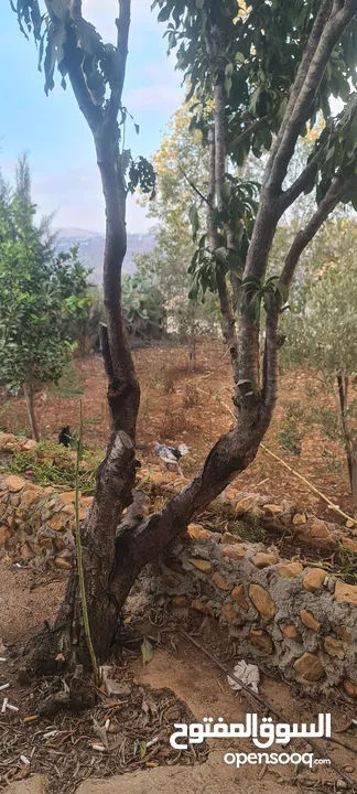 بيت مستقل مع ارض  للبيع بسسب السفر