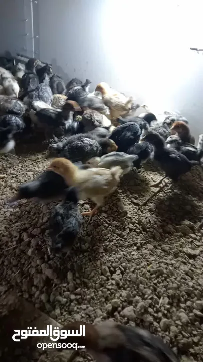 صوص دجاج بلدي صحراوي نخب ما شاء الله العمر 17 يوم ماخذ جميع المطاعيم والفيتامينات