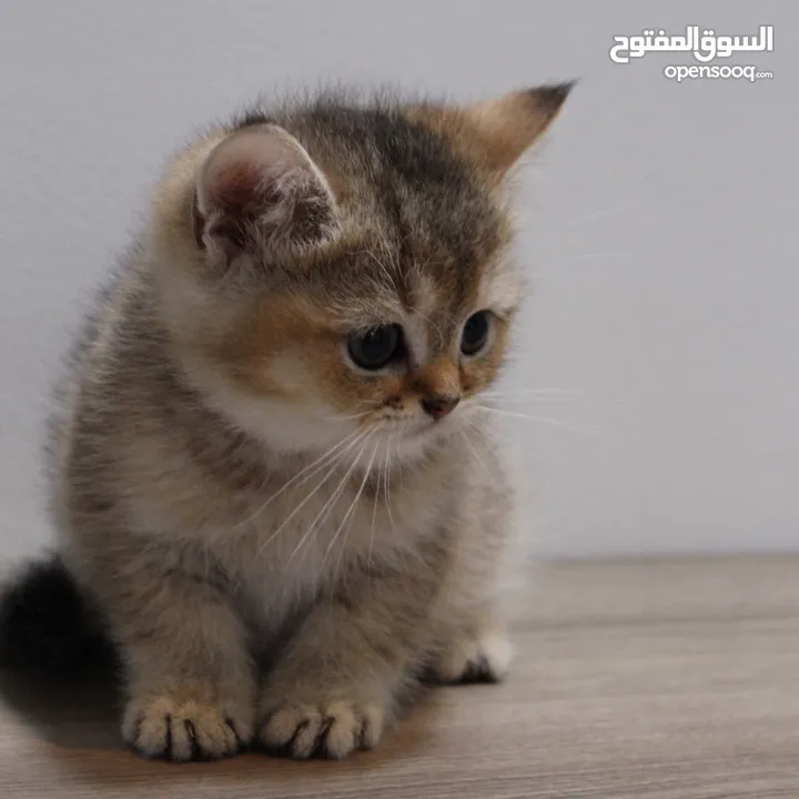 Kittens British Short Hair - كتنز برتش شورت هير