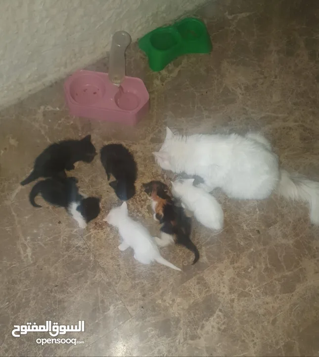قطط جميله ولعوبه عمر 6 اسابيع