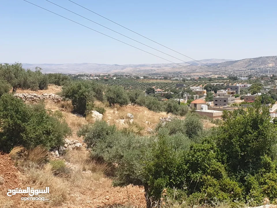 ارض 6 دونمات مزروعة زيتون في الصبيحي سعر مغري 100000 قرب التنظيم