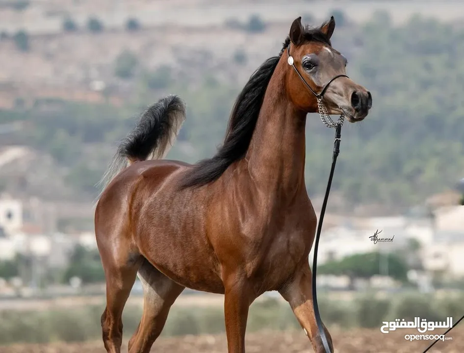 Registered purebred Arabian Horses for sale