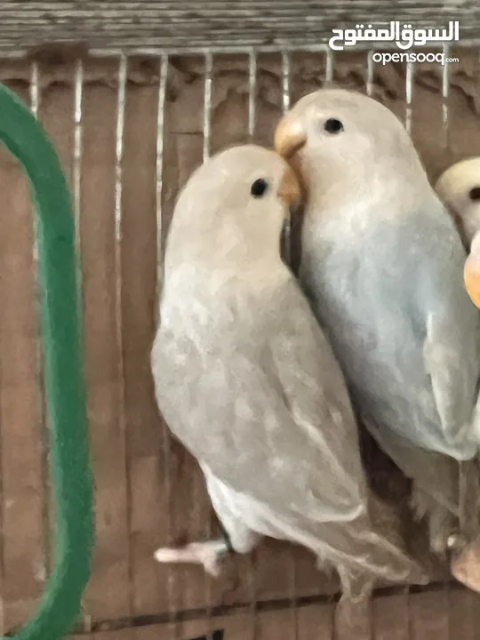 طيرة انجليزي رمادية ومخاليف فيش. وفراخ روز للزق اليدوي. الرجاء قراءة الوصف