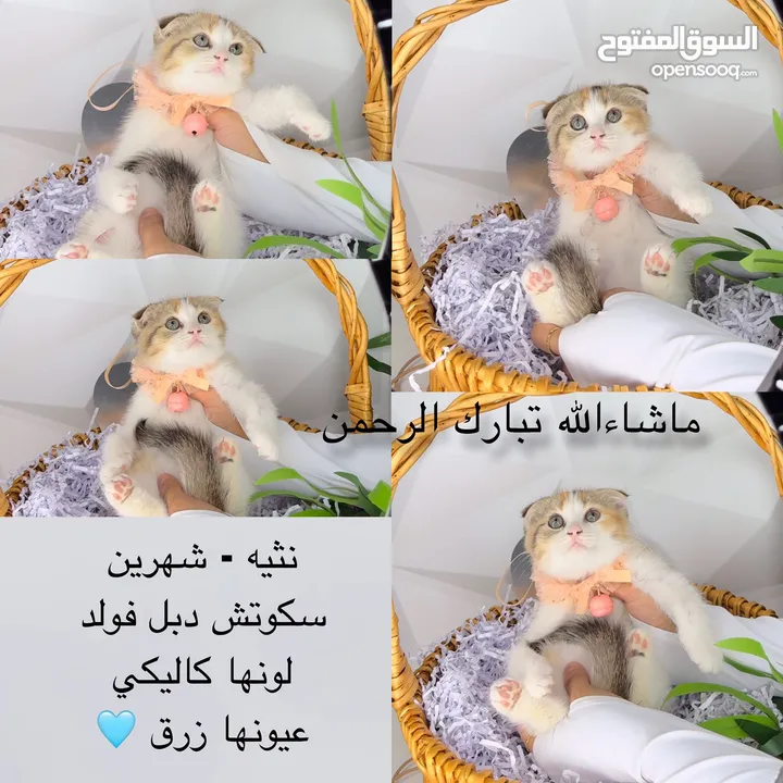 جميع الالوان والانواع ماشاءالله