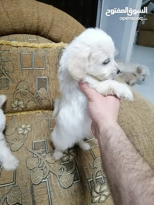 انثى فرنش تيرير عمر شهرين   puppy 2-months female - French Terrier