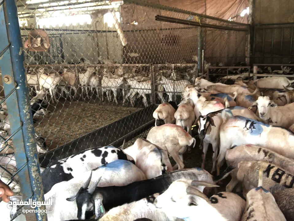 Somali goat and sheep  available all time
