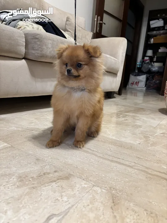 بومارينيان اوكراني حجم ميني للبيع   mini ukranian pomeranian for sell