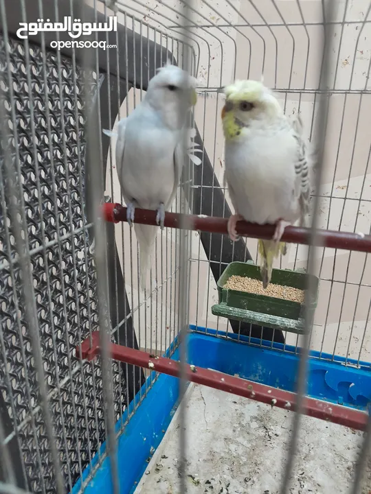 موجود جوز حب هوجو روما الفحل ابو فراخ والطيره بكريه الله يبارك لصاحب النصيب