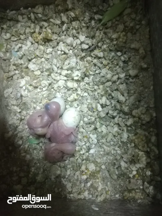 3 جواز حب مع فراخ  بيض مقفصات للبيع