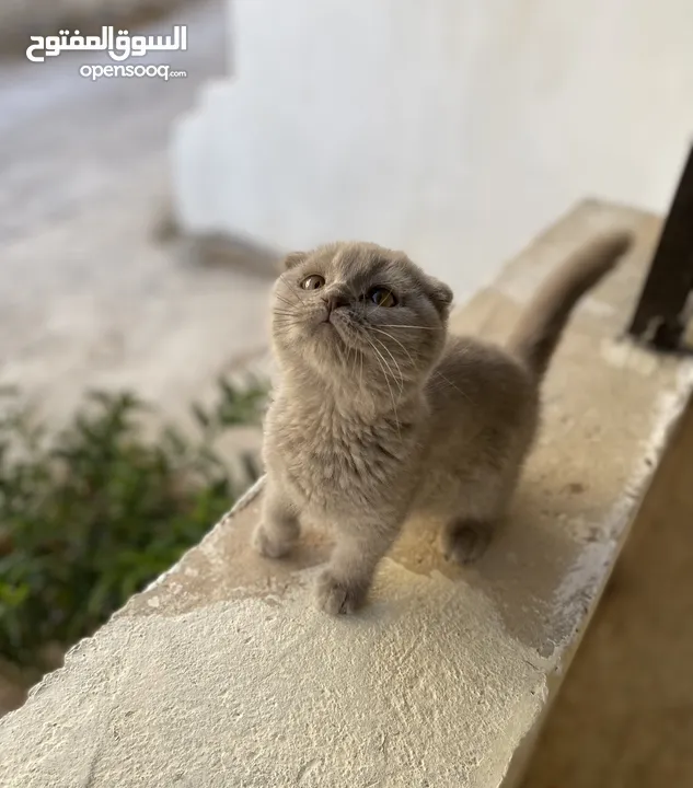 قطط للبيع سكوتش فولد وستريت فولد